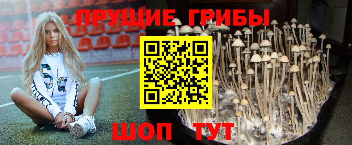 Псилоцибиновые грибы мицелий Кудрово